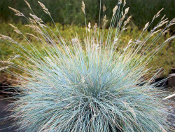 Kostrzewa sina 'Blue Select' - sadzonki P9 | Byliny Farm