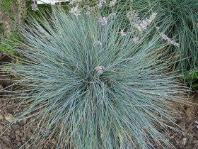 Kostrzewa sina 'Blue Select' - sadzonki P9 | Byliny Farm