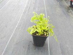 Niekropień stopowaty (Adiantum) - sadzonki P9 | Byliny Farm