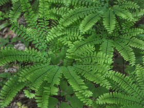 Nakropień stopowaty (Adiantum) - sadzonki P9 | Byliny Farm