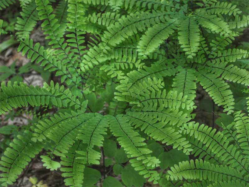 Niekropień stopowaty (Adiantum) - sadzonki P9 | Byliny Farm