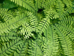 Niekropień stopowaty (Adiantum) - sadzonki P9 | Byliny Farm
