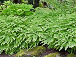 Niekropień stopowaty (Adiantum) - sadzonki P9 | Byliny Farm