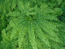 Niekropień stopowaty (Adiantum) - sadzonki P9 | Byliny Farm