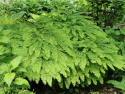 Niekropień stopowaty (Adiantum) - sadzonki P9 | Byliny Farm