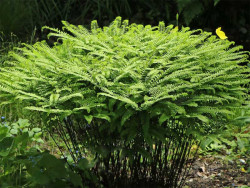 Niekropień stopowaty (Adiantum) - sadzonki P9 | Byliny Farm