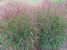 Proso rózgowate 'Squaw' - sadzonki | Byliny Farm
