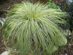turzyca Frosted Curls -  Carex albula Frosted Curls