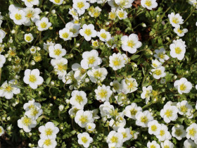 Skalnica 'Carpet White' - sadzonki P9 | Byliny Farm