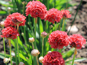 Zawciąg szerokolistny 'Ballerina Red' - sadzonki P9 | Byliny Farm