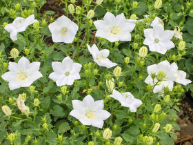 Dzwonek karpacki 'Carillon White' - sadzonki P9 | Byliny Farm