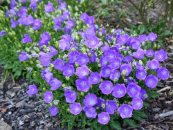 Dzwonek karpacki 'Carillon Blue' - sadzonki P9 | Byliny Farm