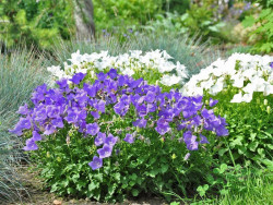 Dzwonek karpacki 'Carillon Blue' - sadzonki P9 | Byliny Farm