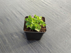Dzwonek karpacki 'Carillon Blue' - sadzonki P9 | Byliny Farm
