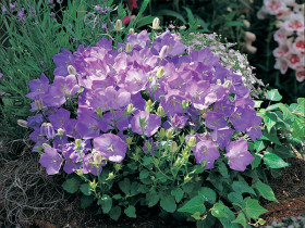 Dzwonek karpacki 'Carillon Blue' - sadzonki P9 | Byliny Farm