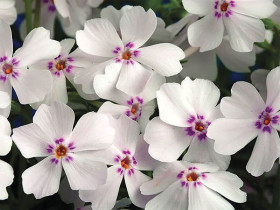 Płomyk szydlasty 'Amazing Grace' - sadzonki P9 | Byliny Farm