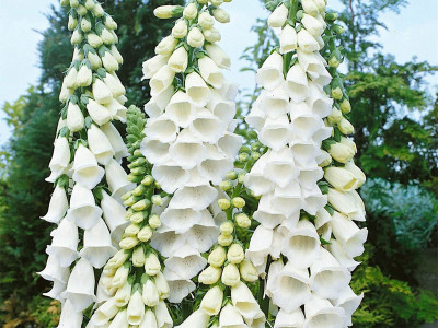 Naparstnica biała 'Alba' - sadzonki P9 | Byliny Farm