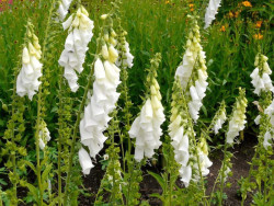 Naparstnica biała 'Alba' - sadzonki P9 | Byliny Farm