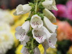 Naparstnica biała 'Alba' - sadzonki P9 | Byliny Farm