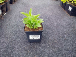Naparstnica biała 'Alba' - sadzonki P9 | Byliny Farm