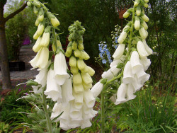 Naparstnica biała 'Alba' - sadzonki P9 | Byliny Farm