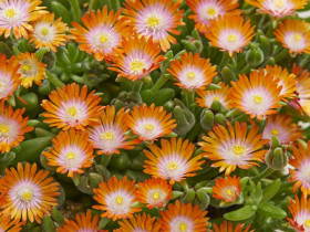 Delosperma 'Ice Cream Orange' - sadzonki P9 | Byliny Farm