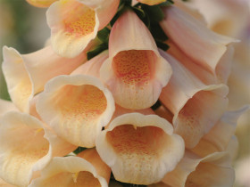 Naparstnica 'Dalmatian Peach' - sadzonki P9 | Byliny Farm