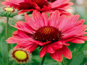 Gailardia 'Arizona Red Shades' - sadzonki P9 | Byliny Farm
