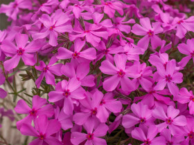 Płomyk szydlasty 'Spring Dark Pink' - sadzonki | Byliny Farm