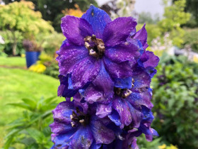 Ostróżka 'Magic Fountain Dark Blue Black Bee' - sadzonki | Byliny Farm