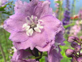 Ostróżka 'Magic Fountain Deep Rose White Bee' - sadzonki | Byliny Farm