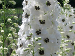 ostróżka Magic Fountain White Dark Bee  - delphinium x cultorum
