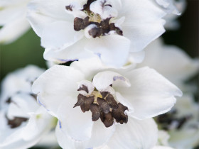 Ostróżka 'Magic Fountain White Dark Bee' - sadzonki | Byliny Farm