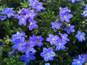 Nawrot 'Heavenly Blue' - sadzonki P9 | Byliny Farm