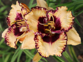 Liliowiec 'Open my Eyes' - sadzonki 1L | Byliny Farm