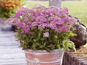 Krwawnik 'Milly Rock Rose' - sadzonki P9 | Byliny Farm