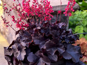 Żurawka 'Black Forest Cake' - sadzonki C0,7 | Byliny Farm