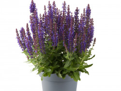 Szałwia omszona 'Sensation Compact Deep Blue' - sadzonki | Byliny Farm