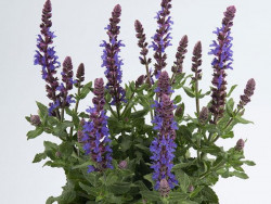Szałwia omszona 'Sensation Compact Deep Blue' - sadzonki | Byliny Farm