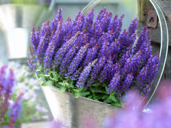 Szałwia omszona 'Sensation Compact Deep Blue' - sadzonki | Byliny Farm