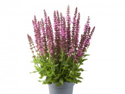 Szałwia sensation compact 'Bright Rose' - sadzonki | Byliny Farm