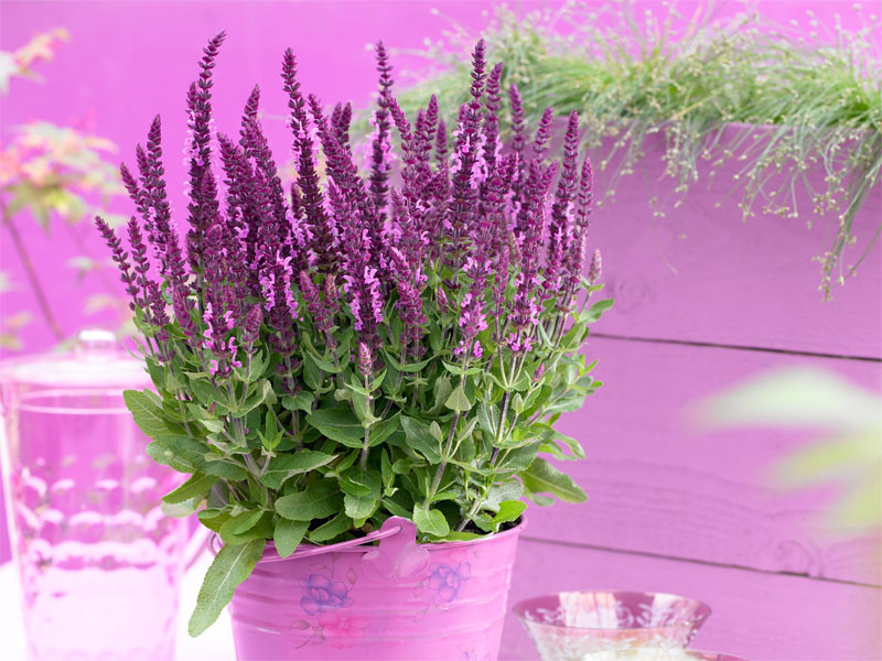 Szałwia sensation compact 'Bright Rose' - sadzonki | Byliny Farm