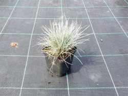 Kostrzewa sina 'Blue Select' - sadzonki P9 | Byliny Farm