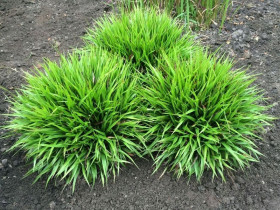 Kosmatka 'Igel' - sadzonki P9 | Byliny Farm