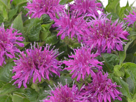 Pysznogłówka 'Balmy Lilac' - sadzonki P9 | Byliny Farm