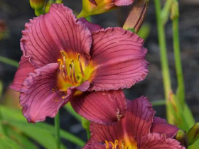 Liliowiec 'Little Grapette' - sadzonki 1L | Byliny Farm