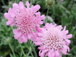 Driakiew japońska 'Pink Diamonds' - sadzonki P9 | Byliny Farm