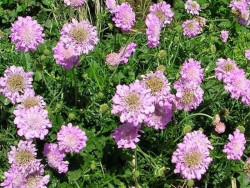 Driakiew japońska 'Pink Diamonds' - sadzonki P9 | Byliny Farm