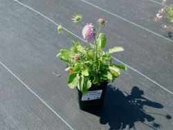 Driakiew japońska 'Pink Diamonds' - sadzonki P9 | Byliny Farm