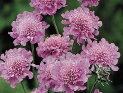 Driakiew japońska 'Pink Diamonds' - sadzonki P9 | Byliny Farm